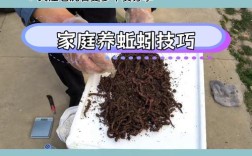养殖蚯蚓需掌握哪些关键技术？