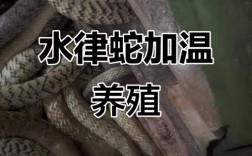 致富水蛇养殖技术视频，新手能学会吗？