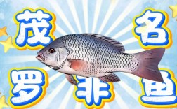 广东茂名今日罗非鱼价格多少钱一斤？