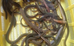 湘西黄鳝泥鳅价格现在多少钱一斤？