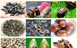 田螺都能吃吗？