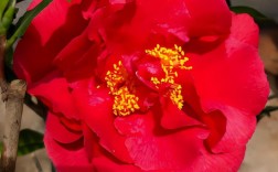 名贵茶花品种有哪些？