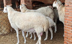 最新小尾寒羊养殖技术有哪些要点？