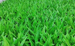 夏季油麦菜种植技术要点有哪些？