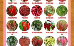 辣椒52号是哪个培育出的品种？