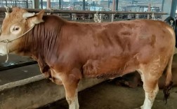 广东养牛什么品种最合适？