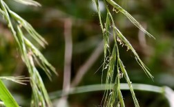 养鹅适合种植的牧草品种