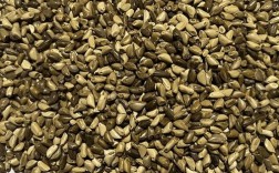 墨西哥青贮饲料种植技术要点有哪些？