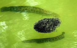 黑鱼繁殖孵化技术视频的关键步骤是什么？