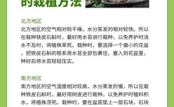 铁皮石斛种植技术有哪些关键点？