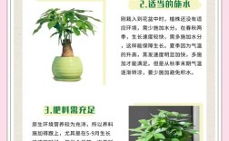 冬季招财树怎么养才旺财？