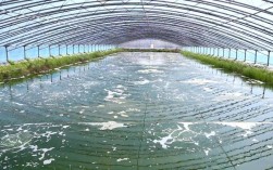 北方南美白对虾混养，如何高效管理？