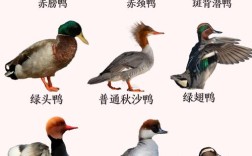 中国鸭子品种有多少？各自有何特点？