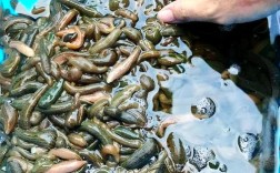 水蛭养殖技术视频如何高效播放学习？