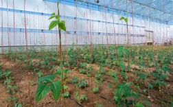 春季大棚豇豆如何高效种植？