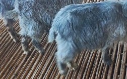 中国最好山羊品种有哪些？