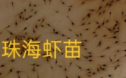 南美自对虾苗新品种有何优势？