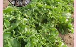 冰草家庭种植技术要点有哪些？