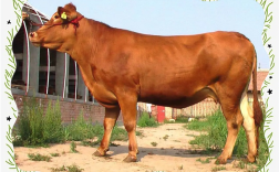 中国牛品种哪个最好？