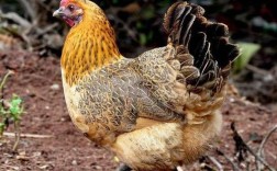 辽宁散养土鸡有哪些常见品种？