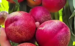 油桃早熟品种如何高效种植管理？