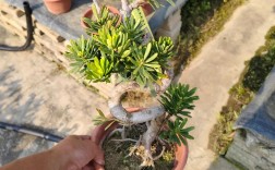 什么品种罗汉松好养又好活？