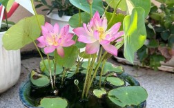 碗莲哪种品种开花最多？