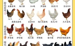 新手养鸡选什么品种鸡好