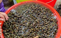 广东田螺养殖技术视频有哪些关键要点？