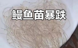 2025年鳗鱼苗价格