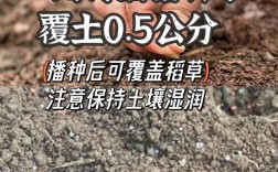 胡萝卜新品种有哪些？栽培技术如何掌握？