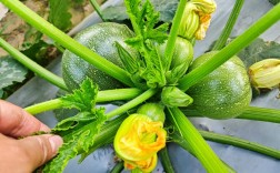 科技苑圆形西葫芦品种有何优势？