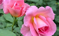 月季花月月开是什么品种？