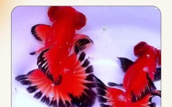 家庭金鱼养殖技术视频怎么学？