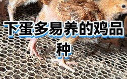 蛋鸡品种哪个下蛋最多？