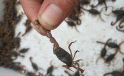 野生蝎子养殖技术有哪些关键步骤？