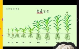 甜玉米啥时候种最好？