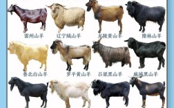 想看哪些山羊品种？各地山羊有何特色？