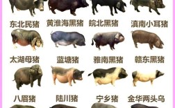江西地方品种猪如何分类？