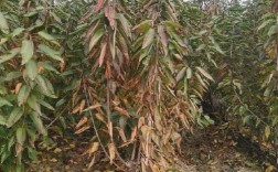 荆门沙王樱桃苗品种多，有哪些特色品种？