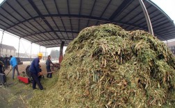 秸秆发酵养牛技术视频怎么学？