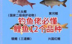 体色是划分鲤鱼品种