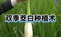 茭白种植技术视频，关键步骤有哪些？