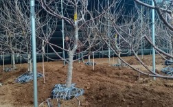 樱桃高产种植技术有哪些要点？