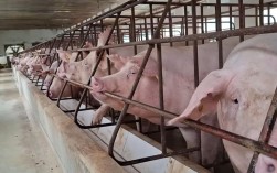 养猪视频怎么学技术？