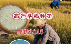 湖北省旱稻种植品种