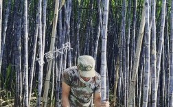 南方糖蔗种植技术视频有哪些要点？