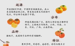 柿子的品种和图片名称