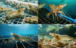 池塘对虾养殖技术视频