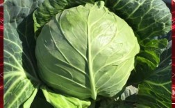 什么样的甘蓝品种好卖